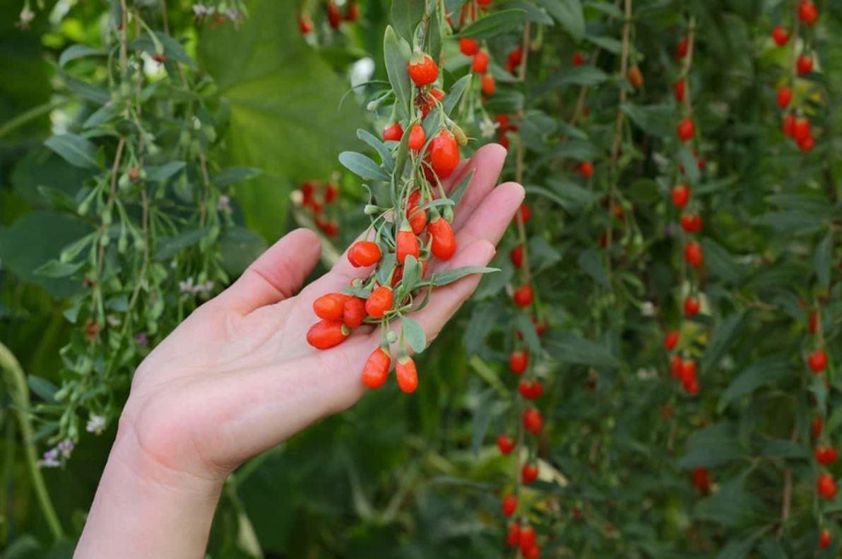 D:\!!!работа\декабрь\6-7\ягоды годжи.JPG