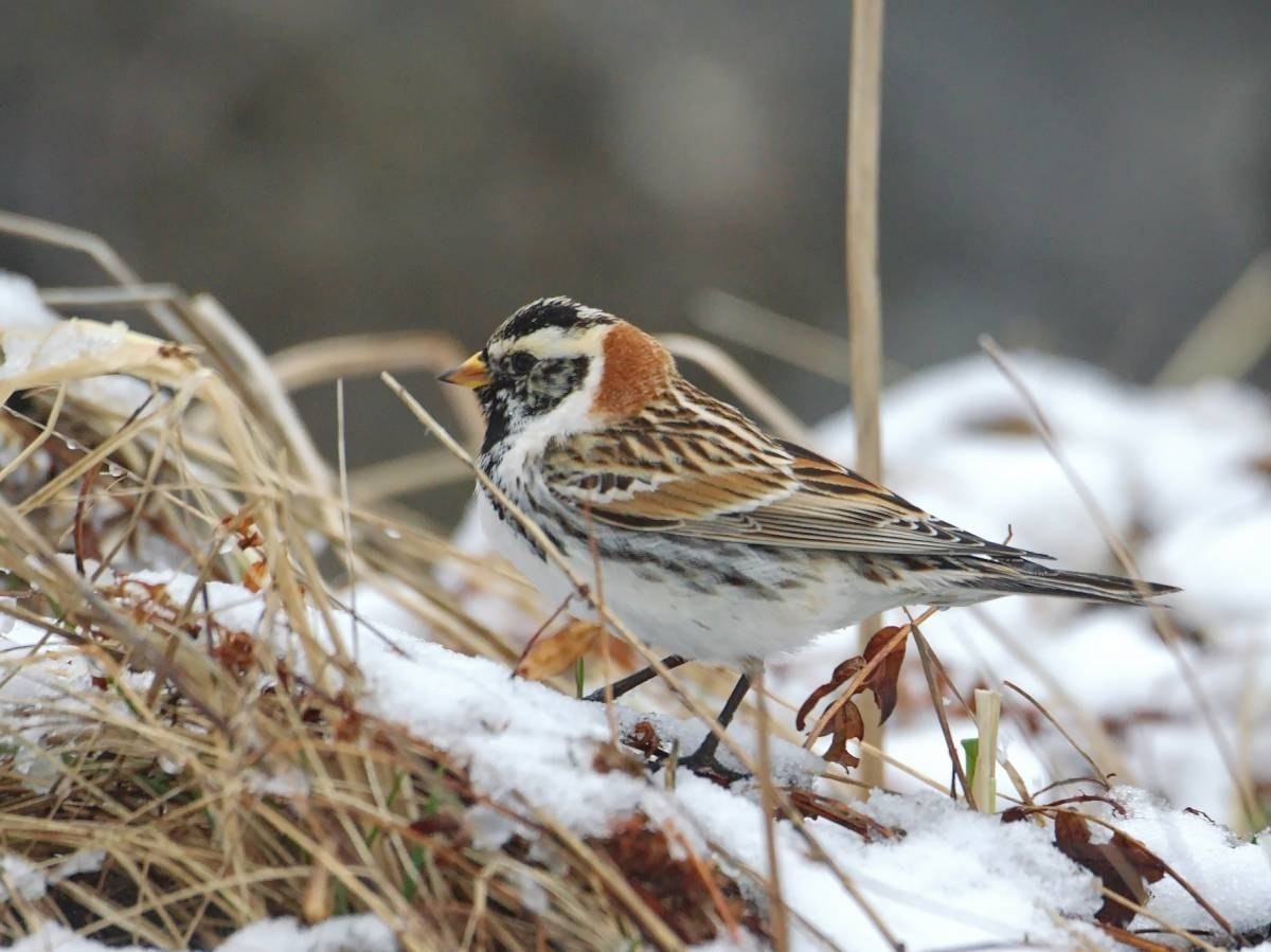 11-Лапландский подорожник.jpg