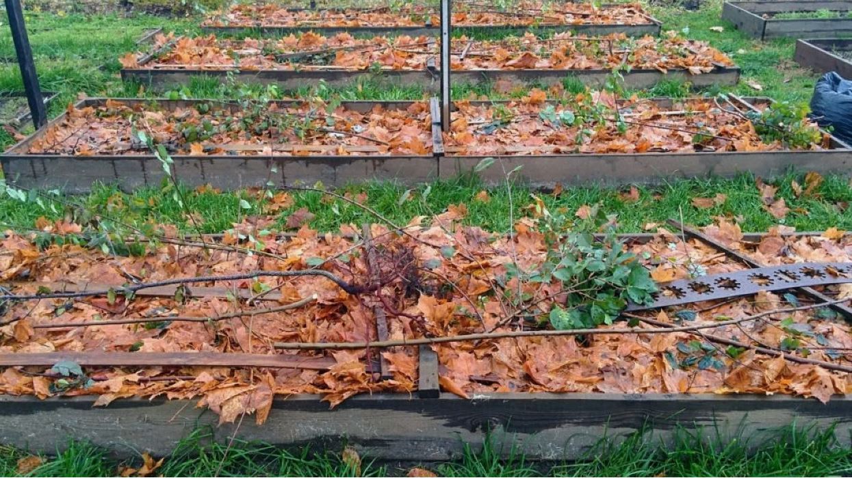 сухие листья