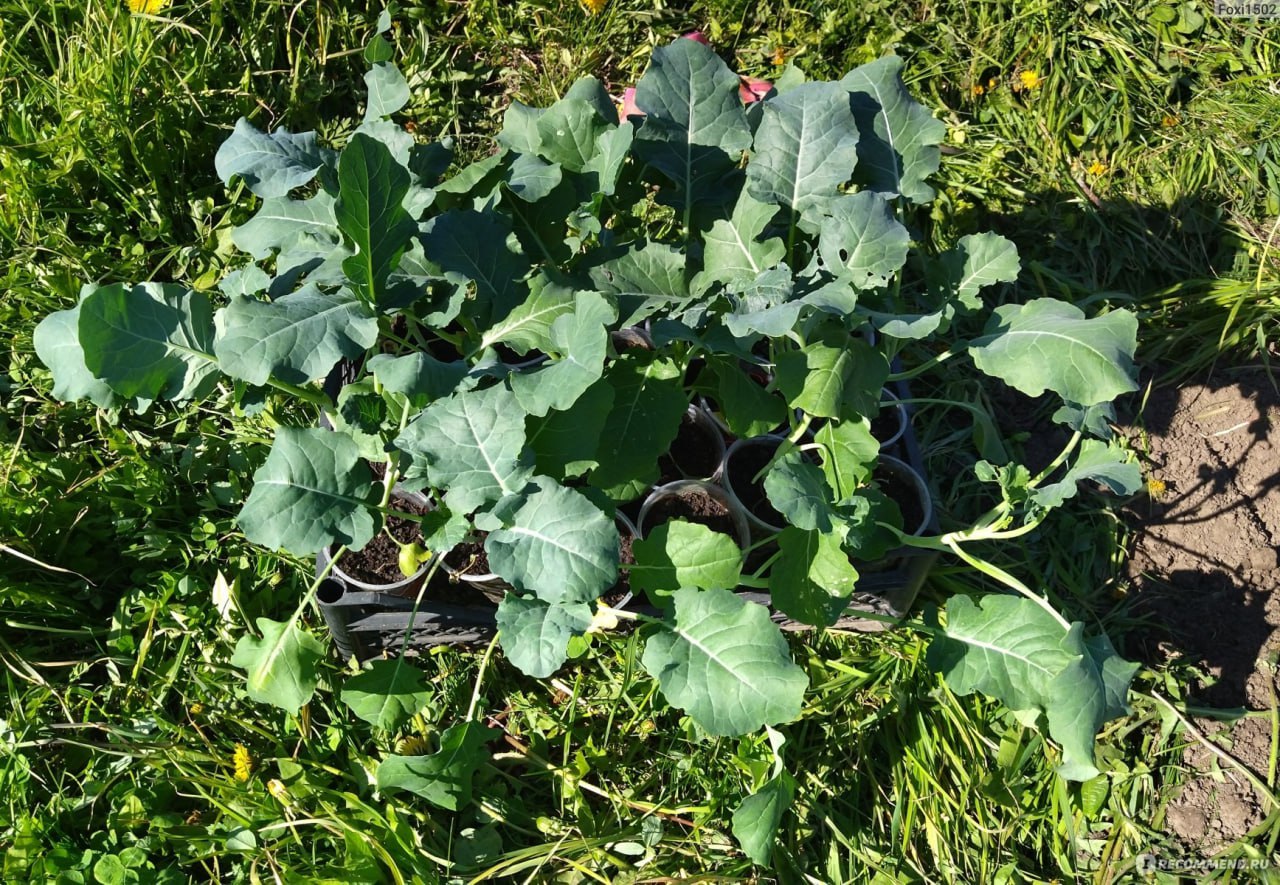 побеги брокколи