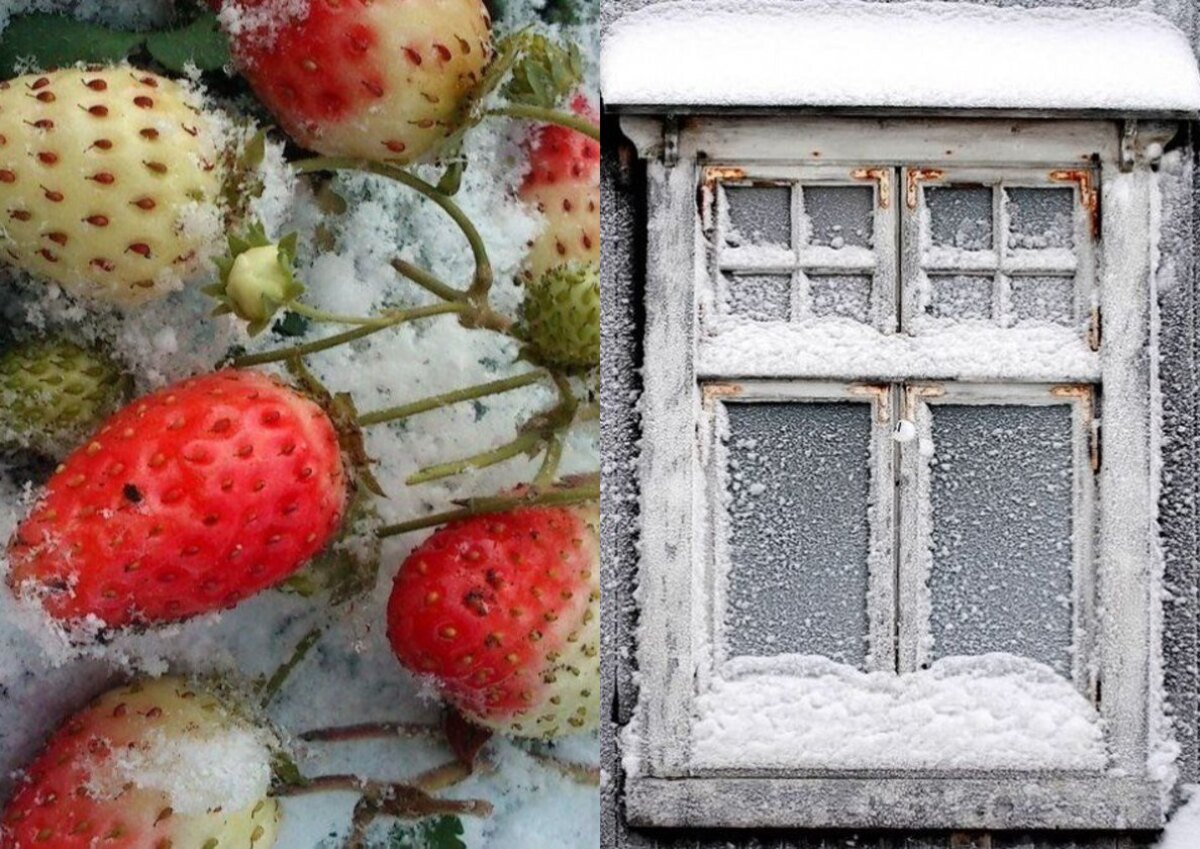 клубника и окно при сильном морозе
