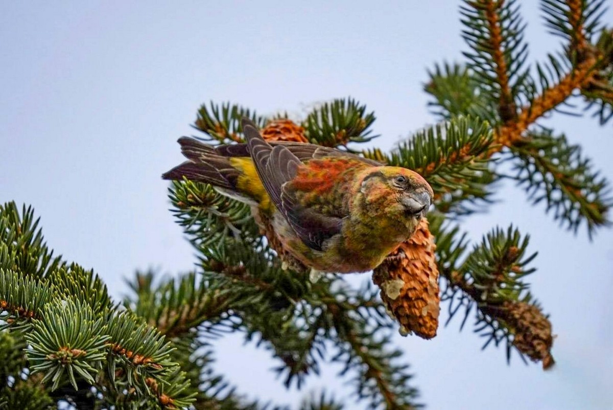 7-Клест-еловик на елке.jpg