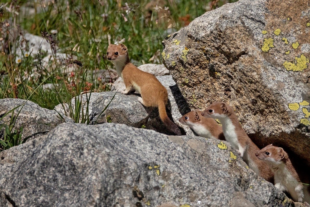 8-Семья горностаев.jpg