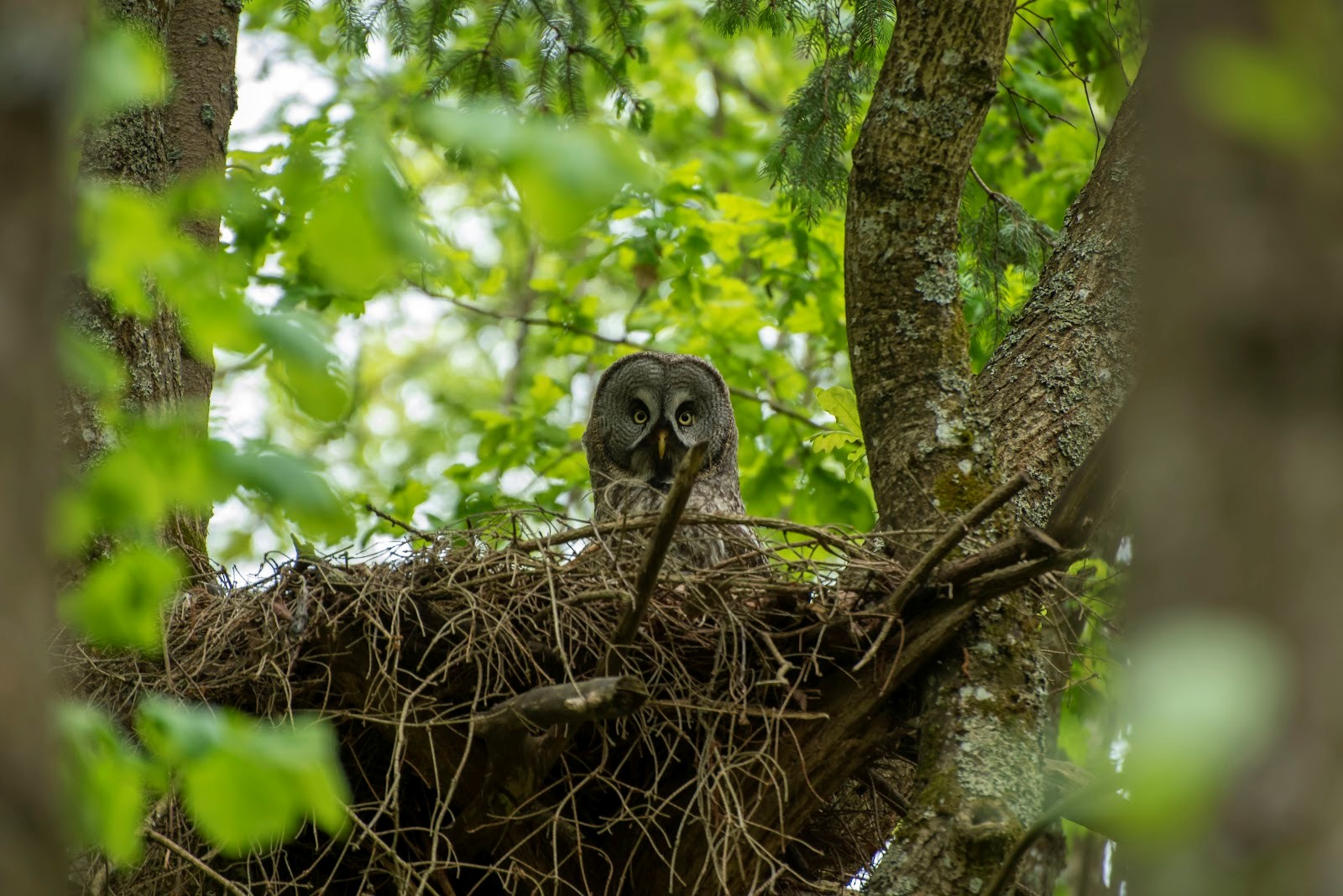 4-Бородатая неясыть в гнезде.jpg