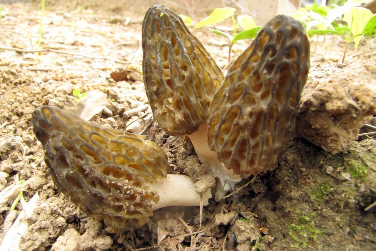 4-Сморчки.jpg