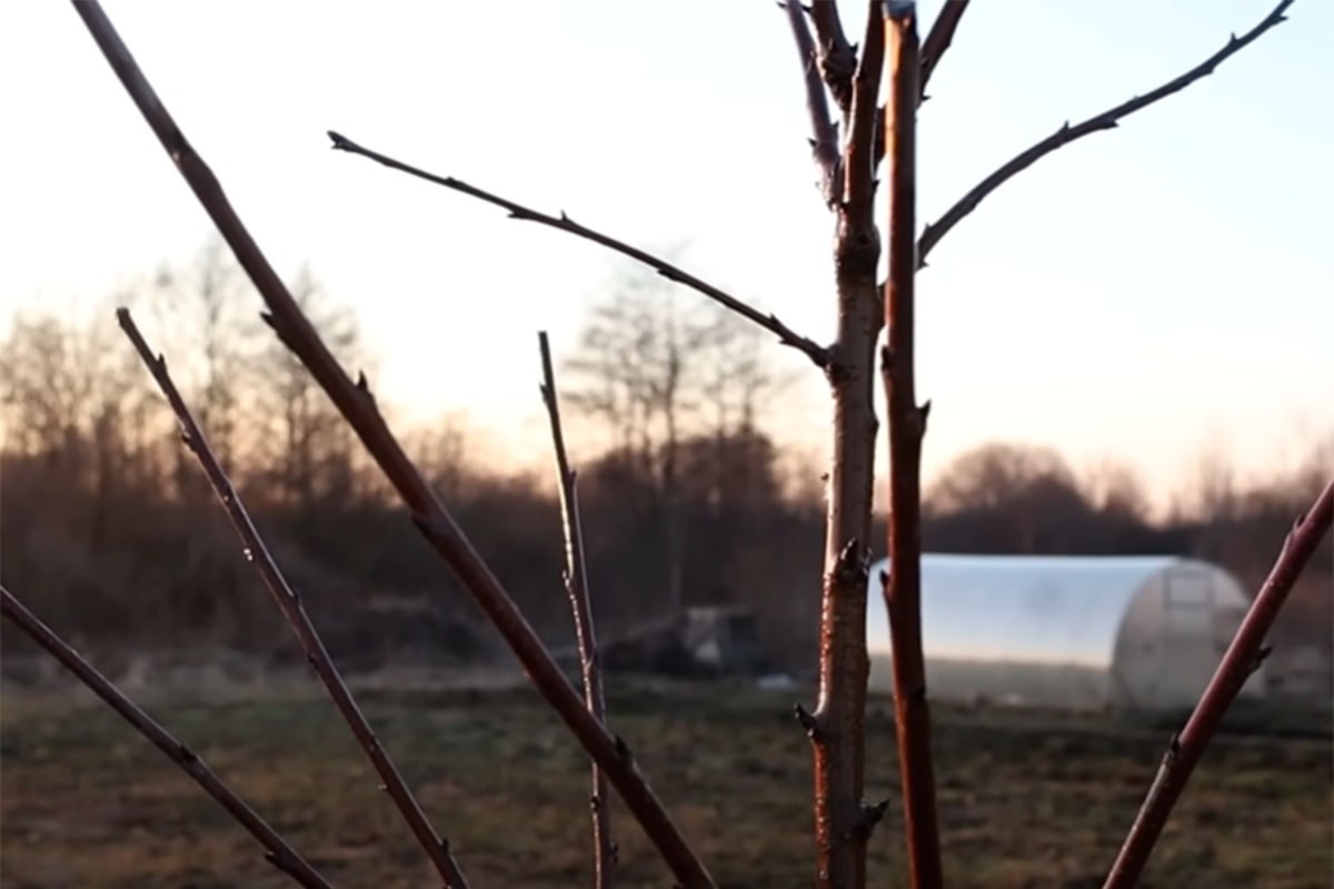 ветви ветви.jpg