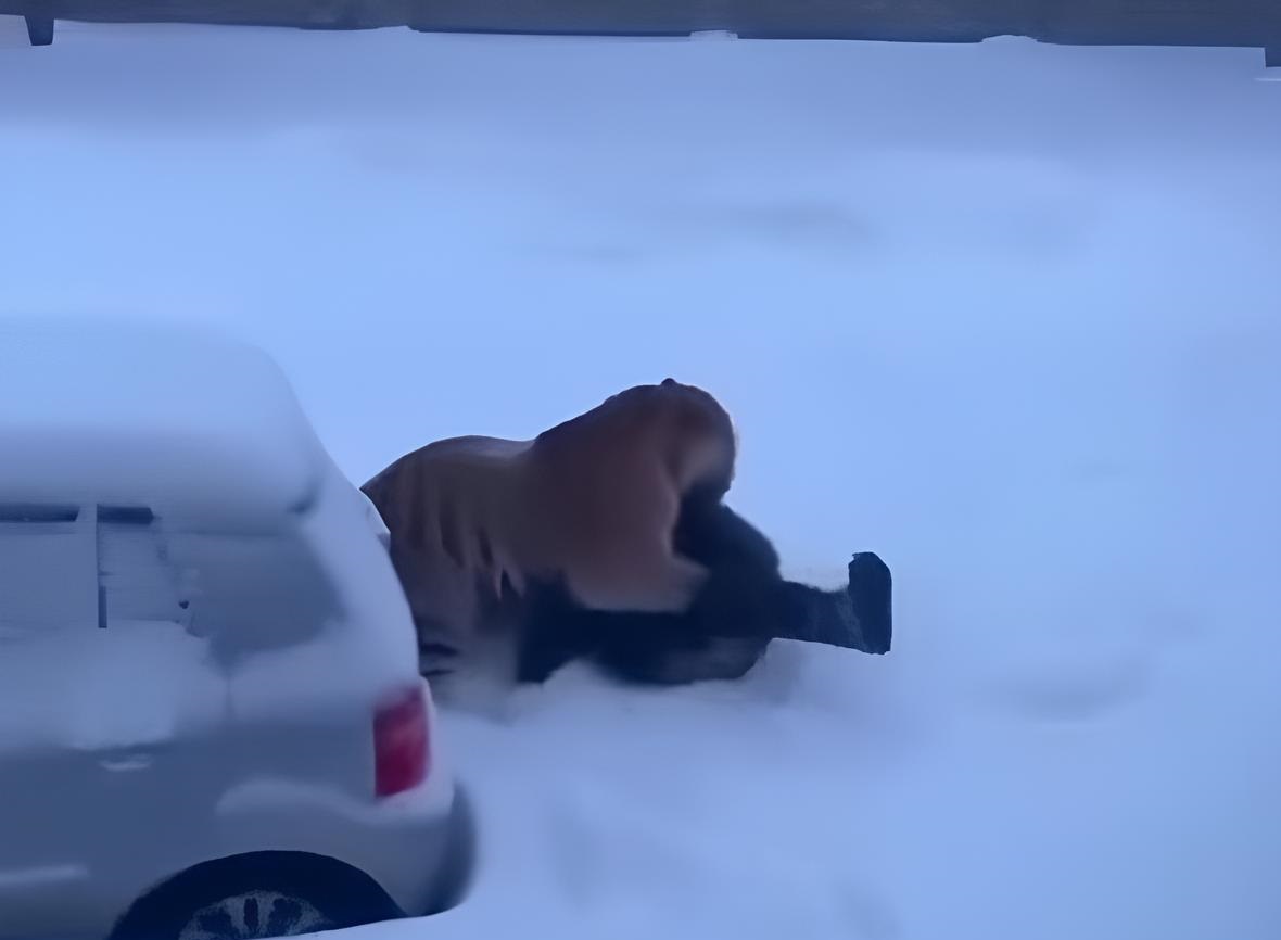 скрин видео с тигром.jpg