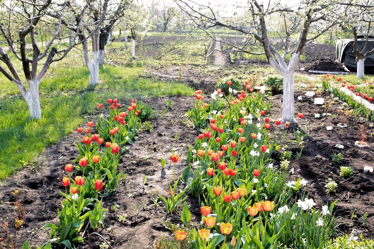 грядка грядка.jpg