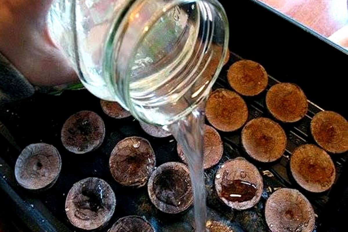 таблетки торфа.jpg