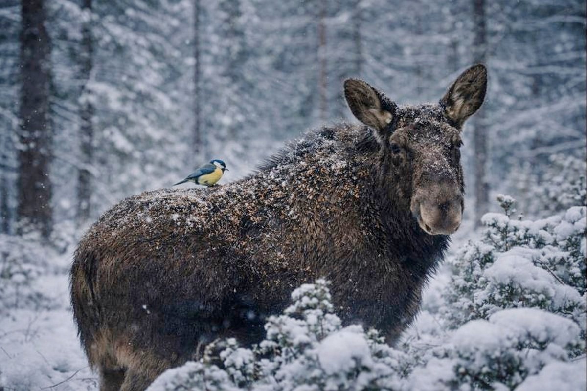 6-Лоси и мелкие птицы.JPG
