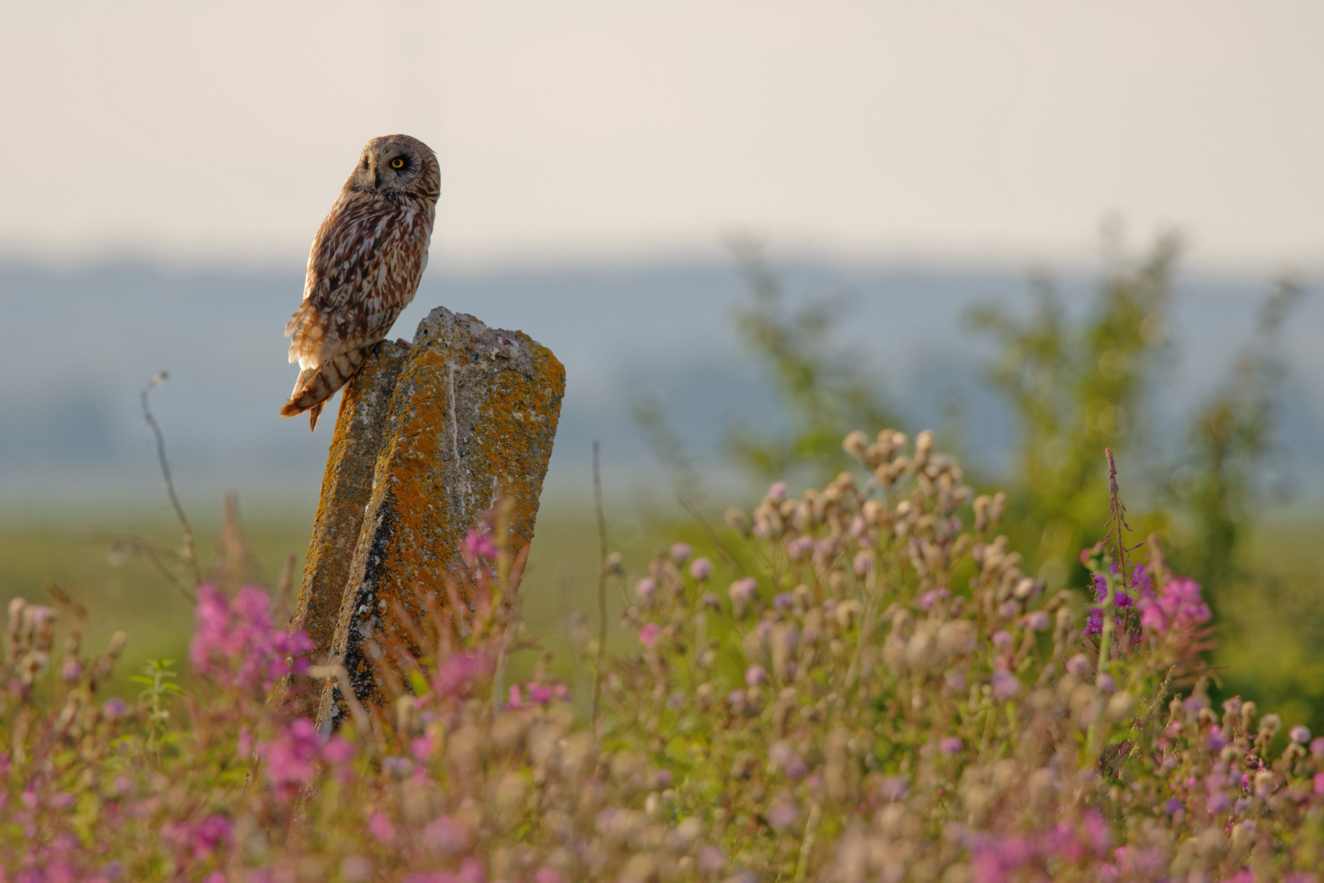 Болотная Сова (2).jpg