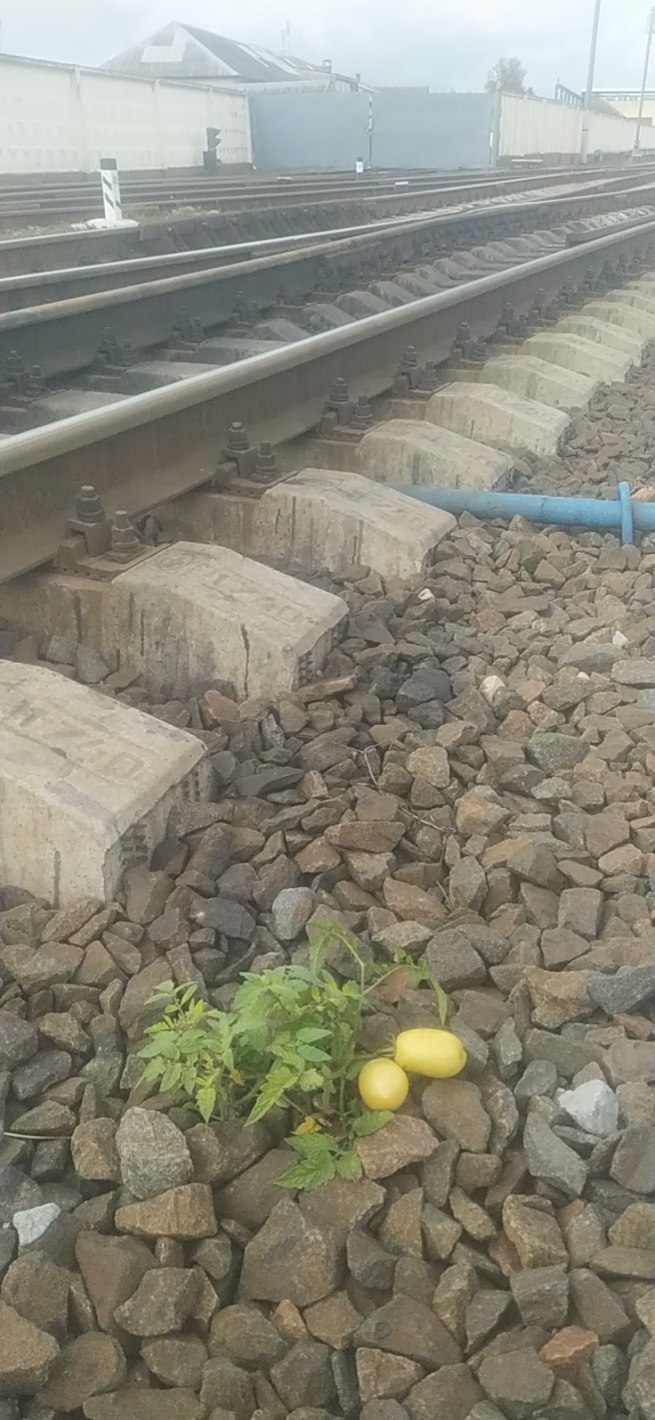 помидоры в Могилеве