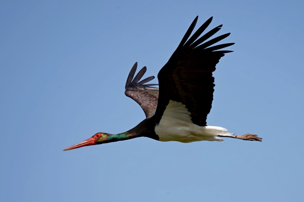 Черный аист_Шкурко 2.jpg