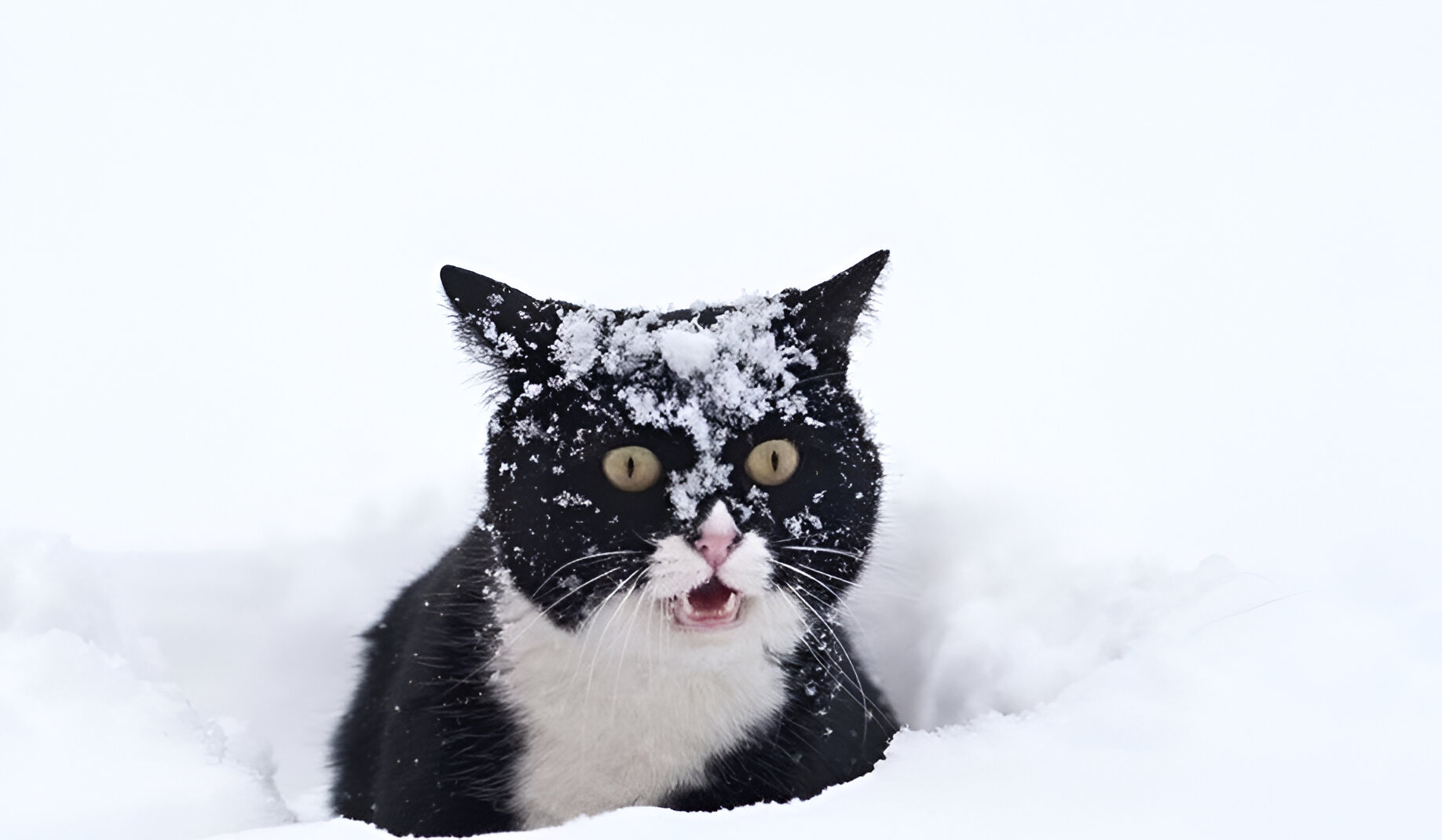 Кот в сугробе