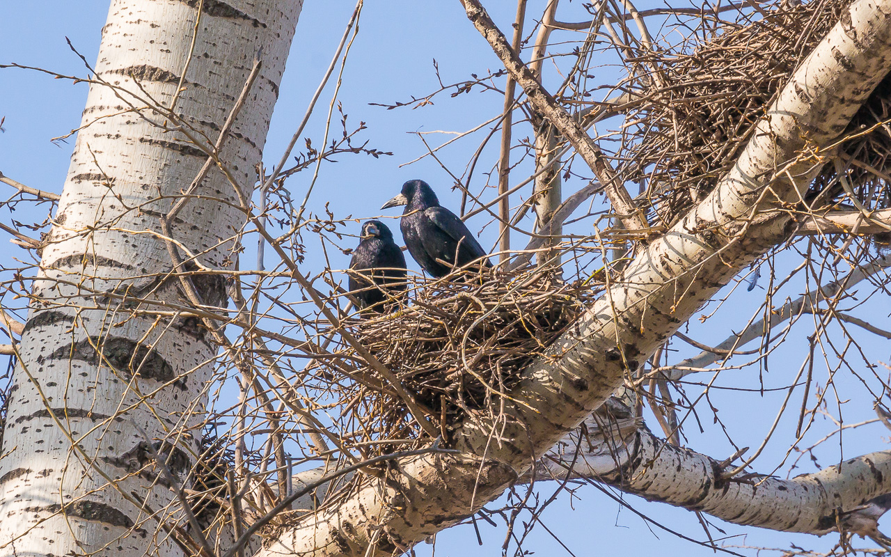 птицы на дереве