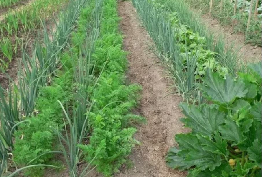 посадки на грядках