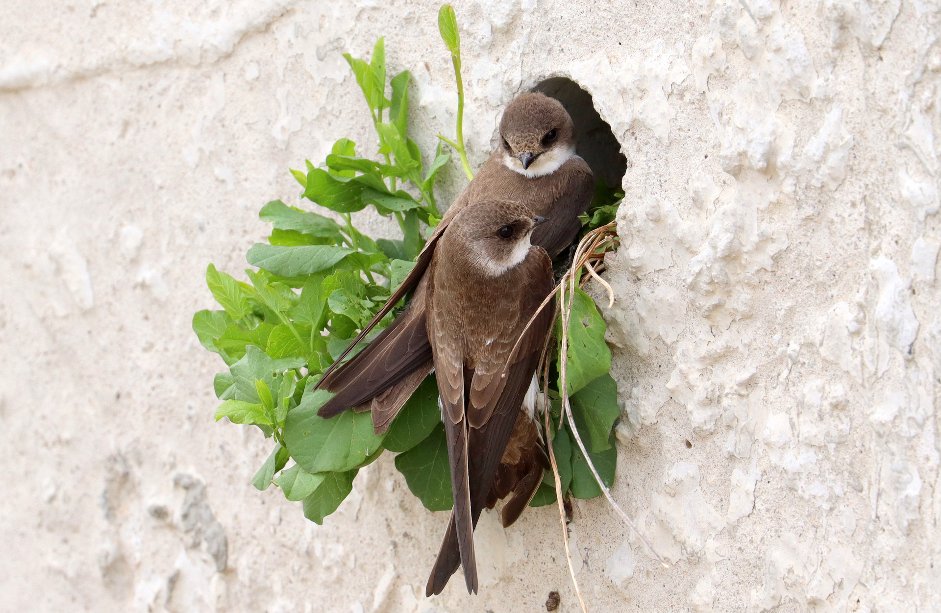 Ласточки-береговушки