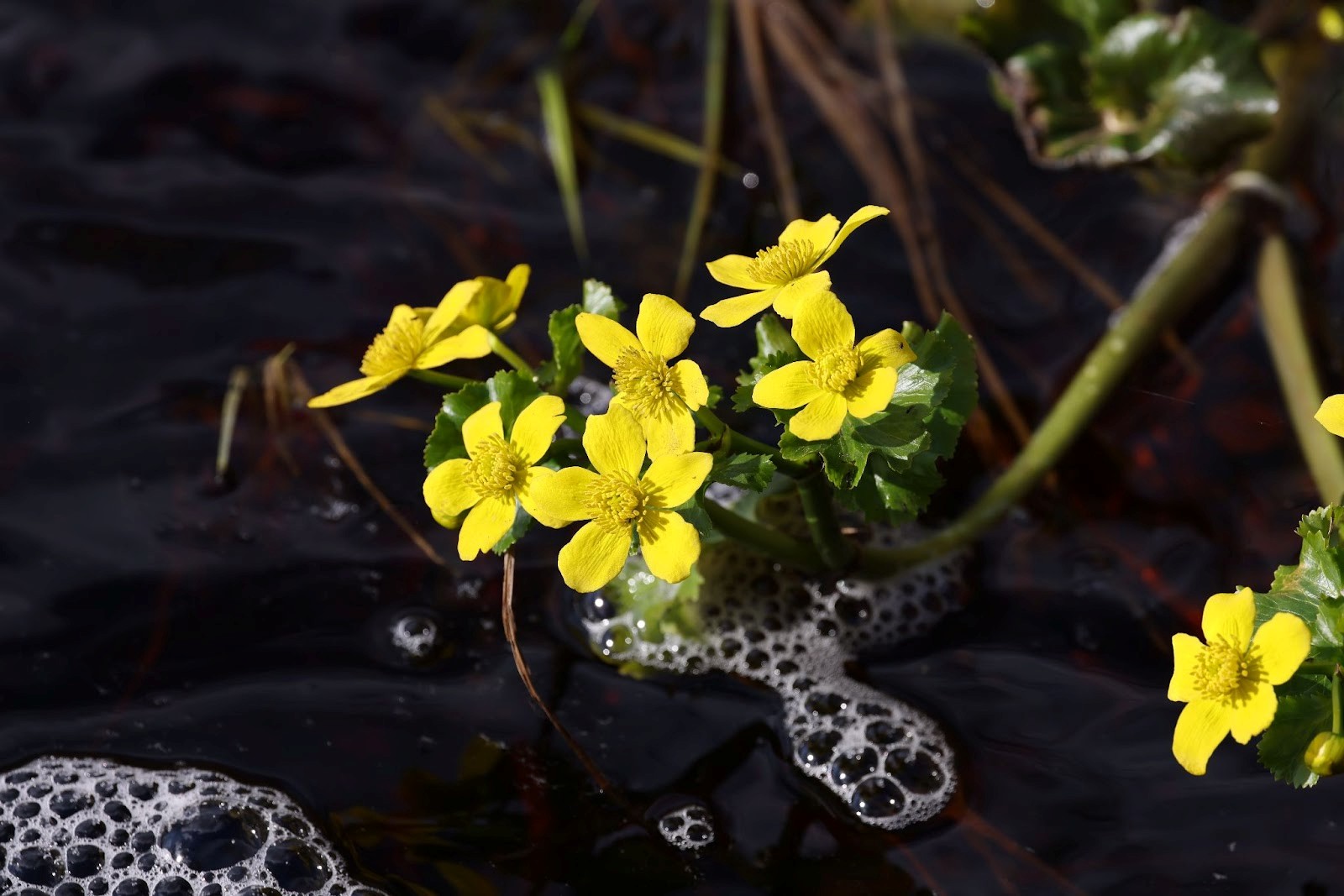 37-Калужница болотная.jpg