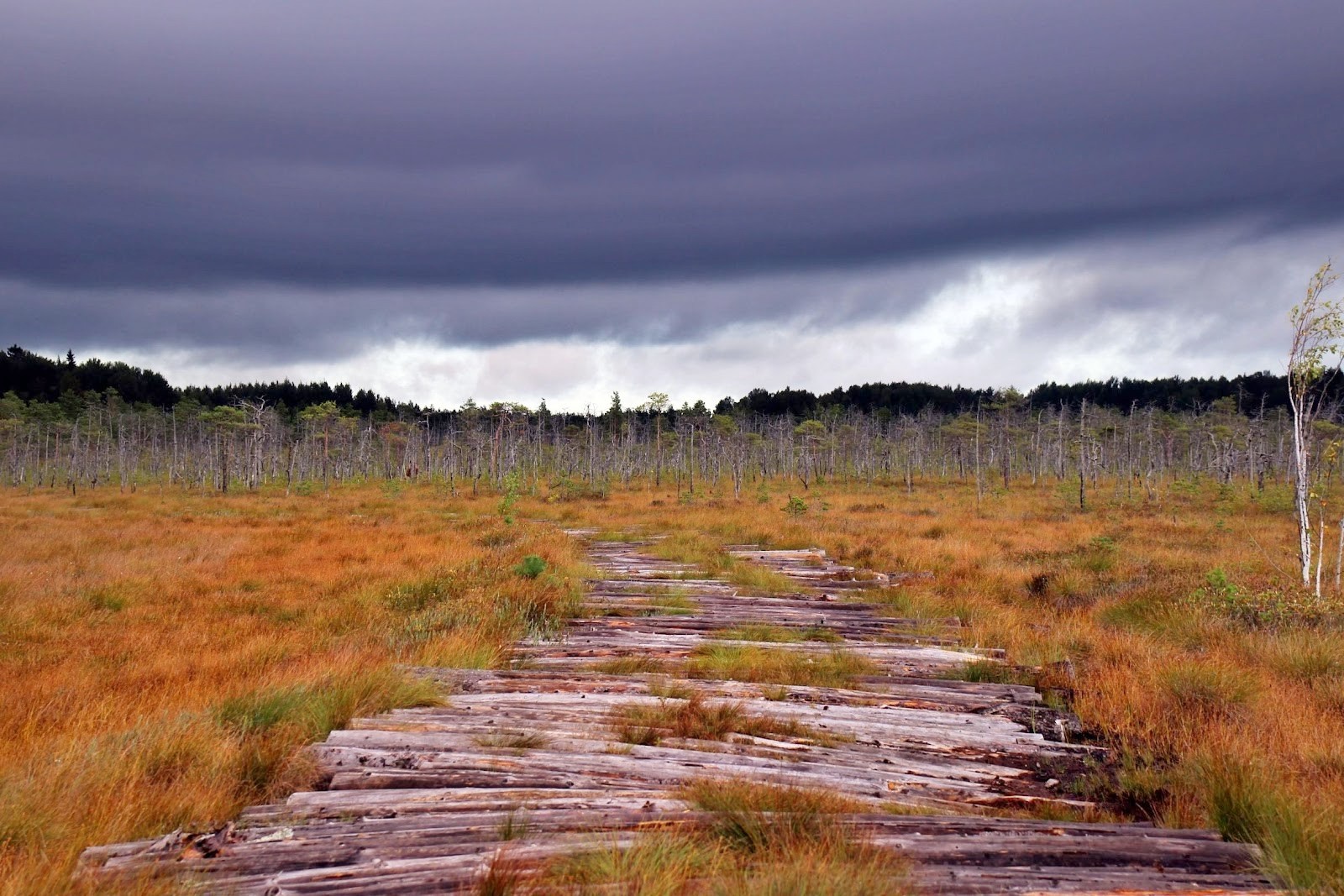 8-Болото перед грозой.jpg