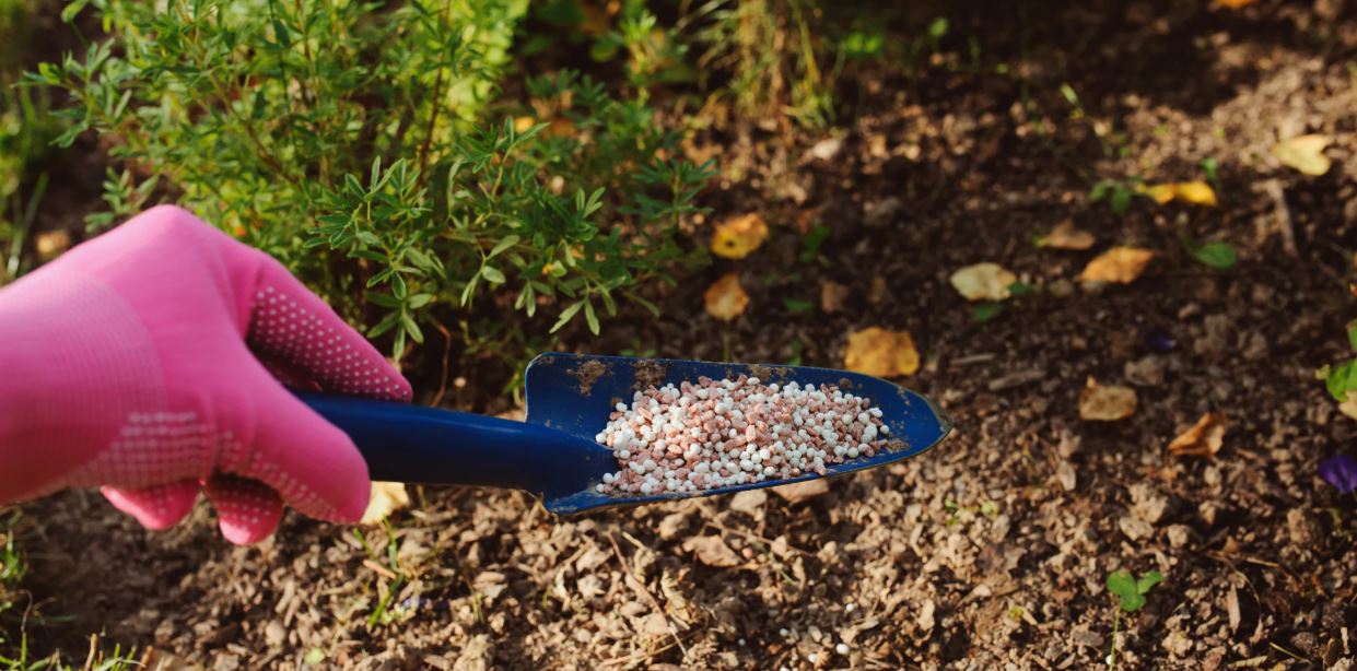 Подкормка курстарников