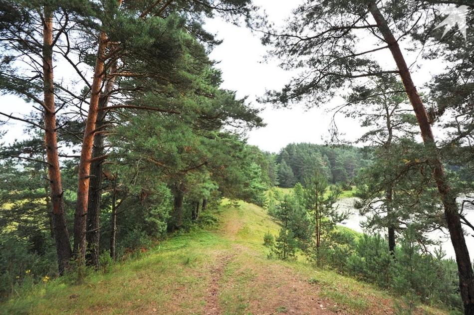 лес лес