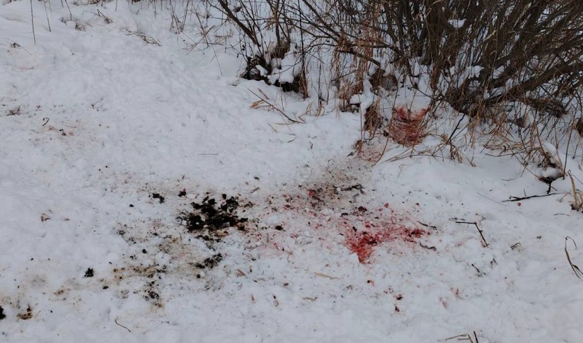 охотник убил косулю под Быховом