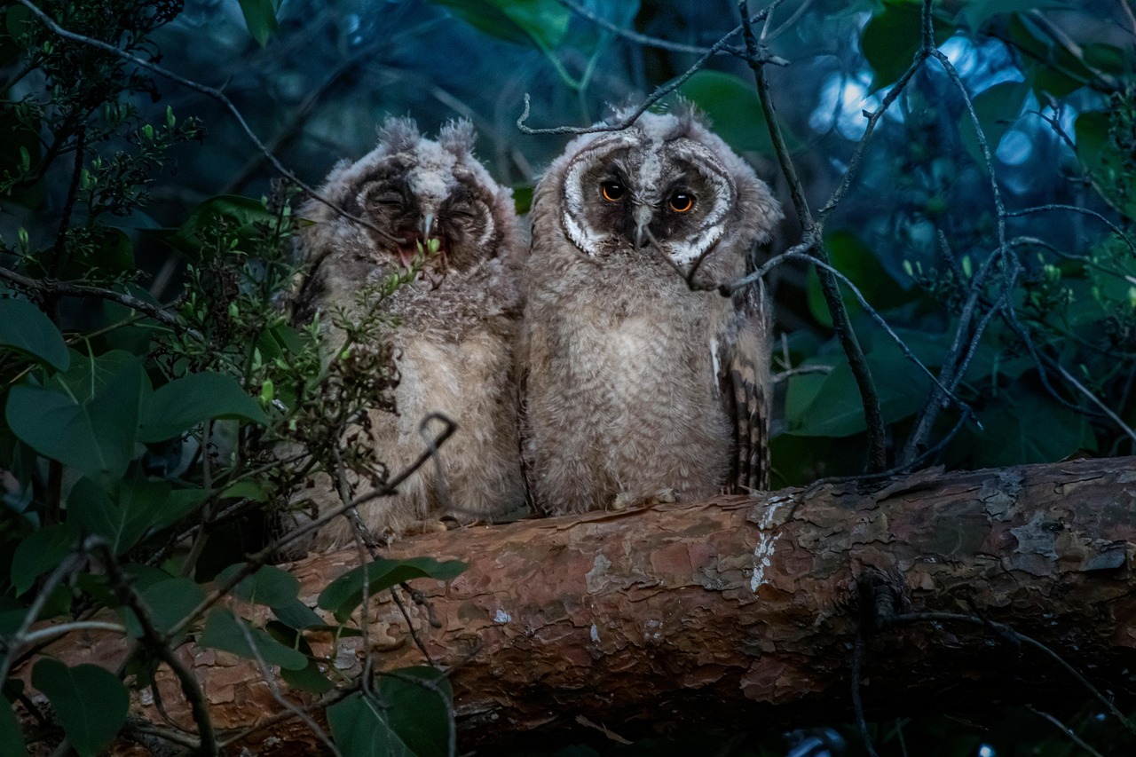Птенцы ушастой совы