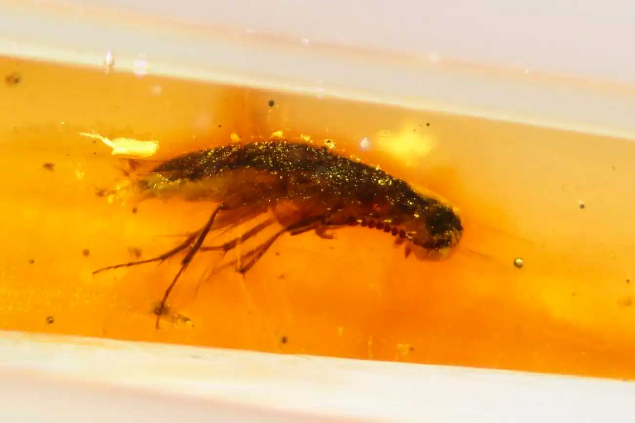 насекомое в янтаре