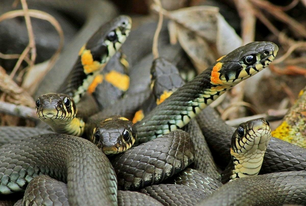 Белорусские змеи 5.jpg