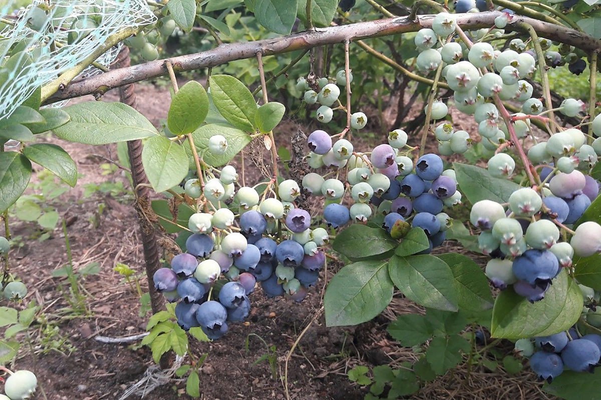 голубика, куст голубика, куст