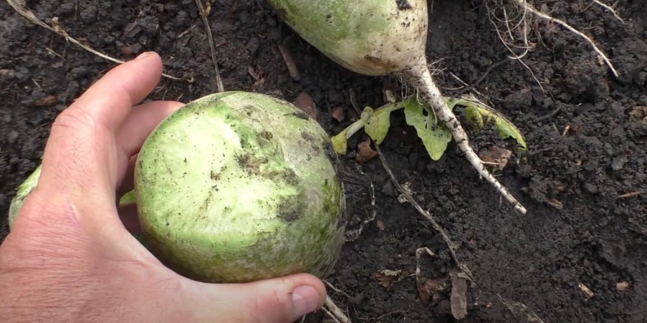 овощи на грядке.jpg