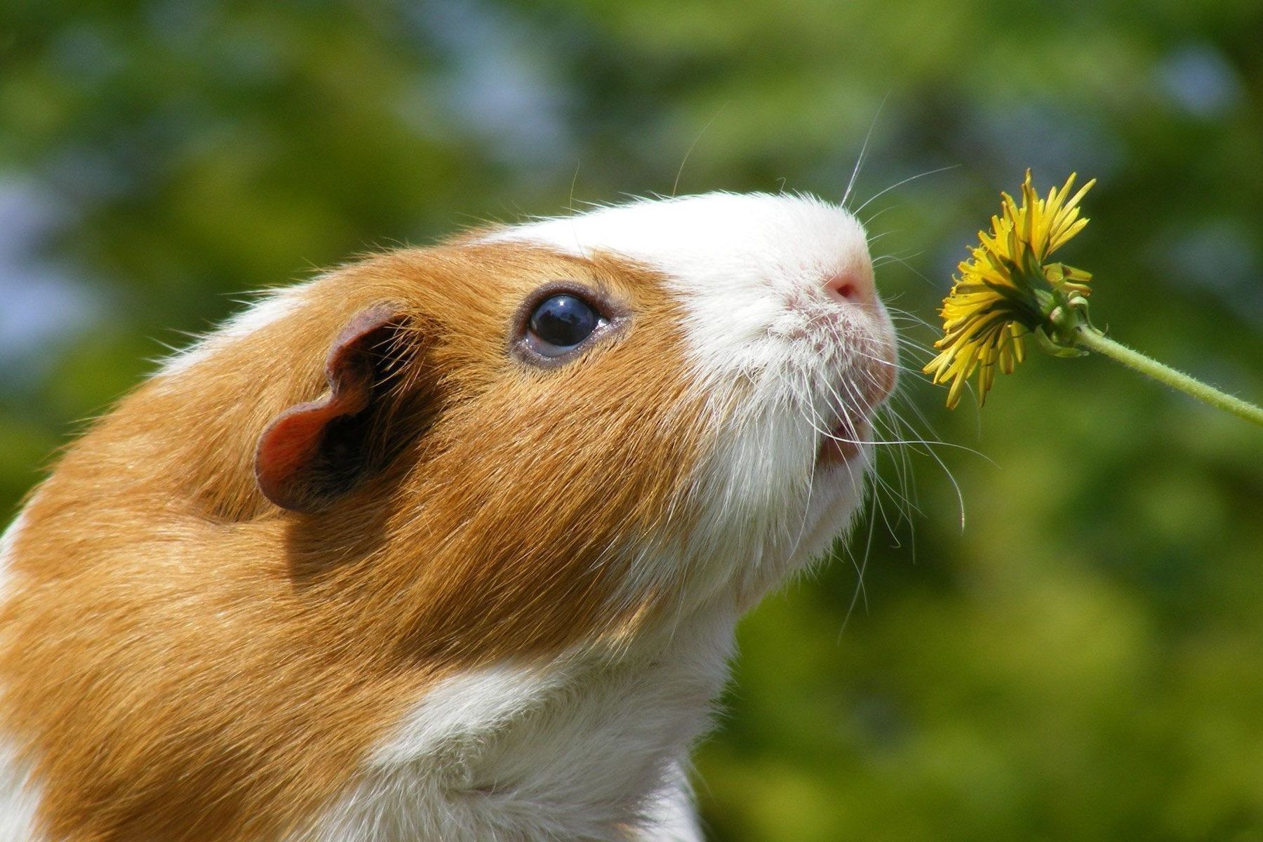 Морская свинка.jpg