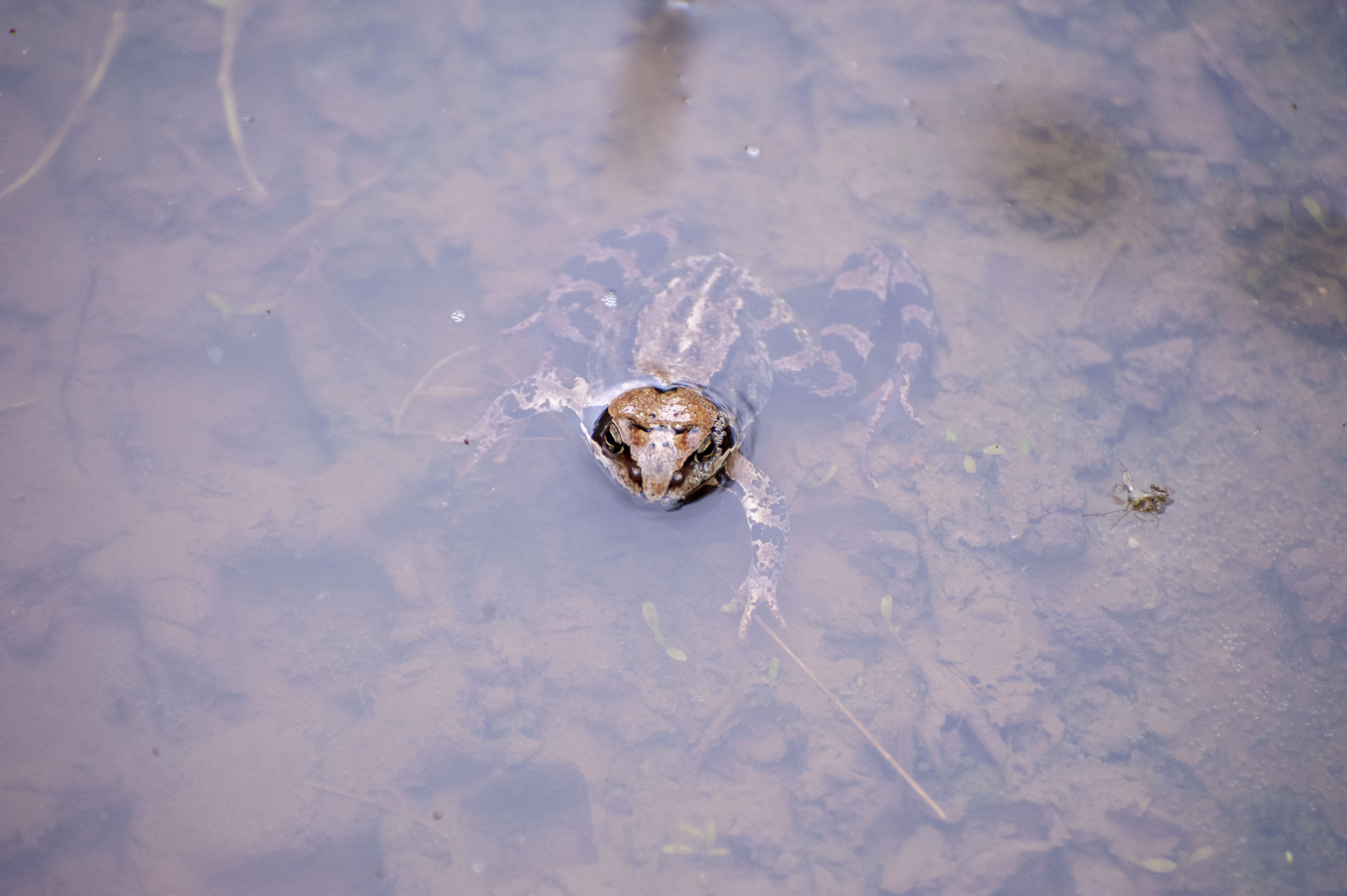 Травяная лягушка 