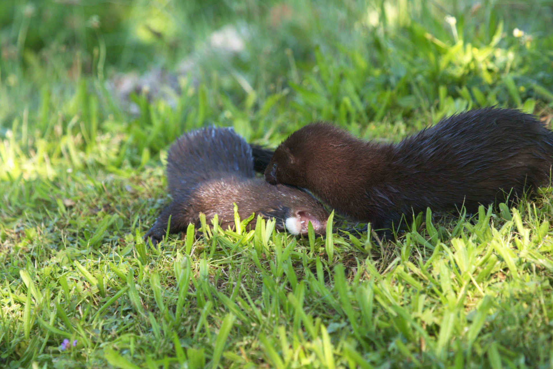Американская норка