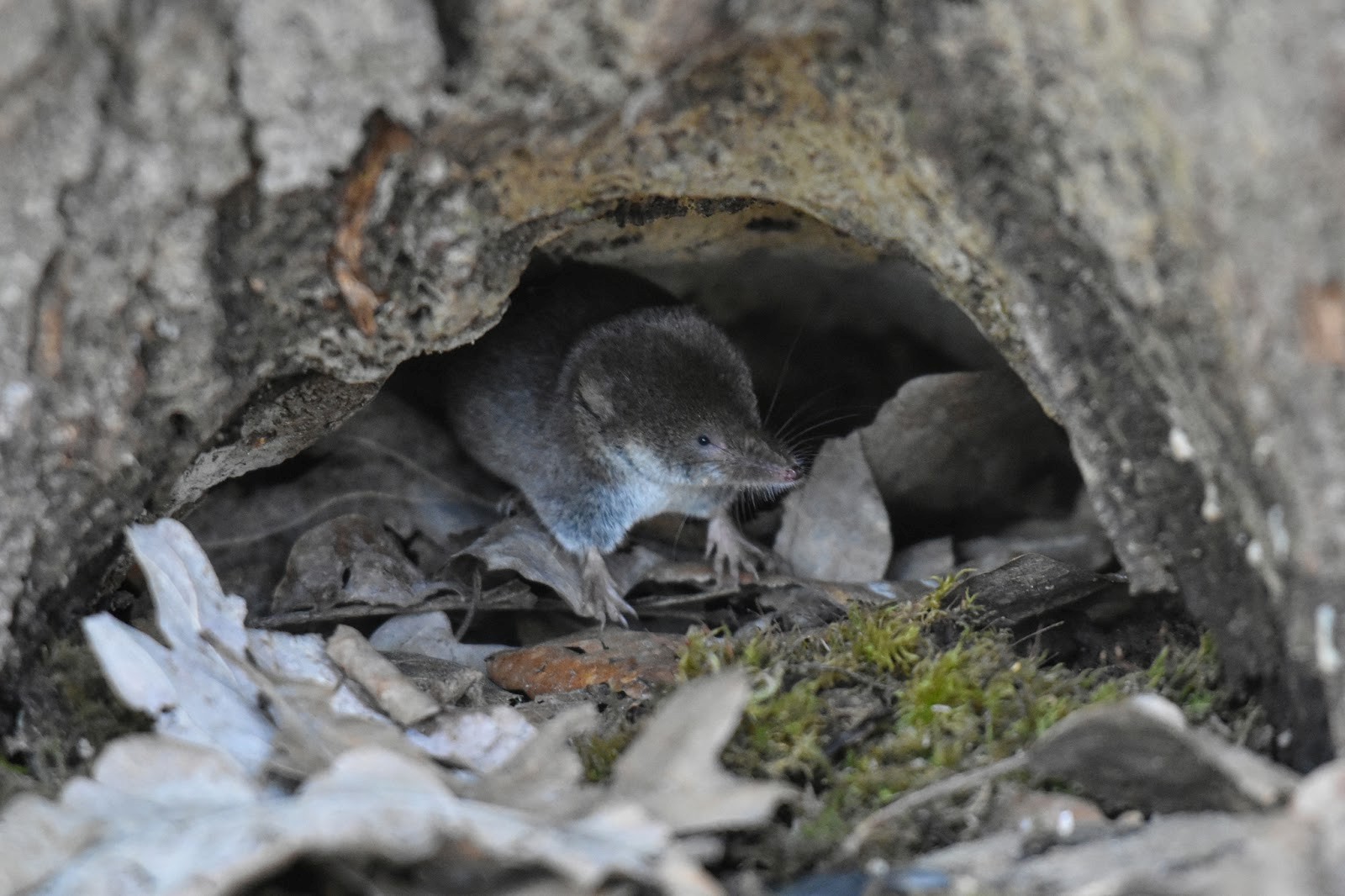 Обыкновенная бурозубка 1.jpg
