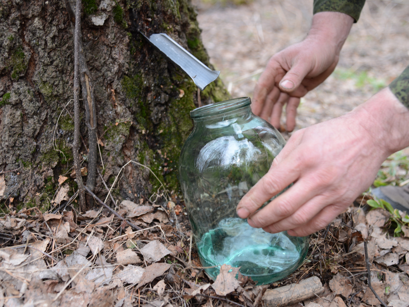 собираем березовый сок