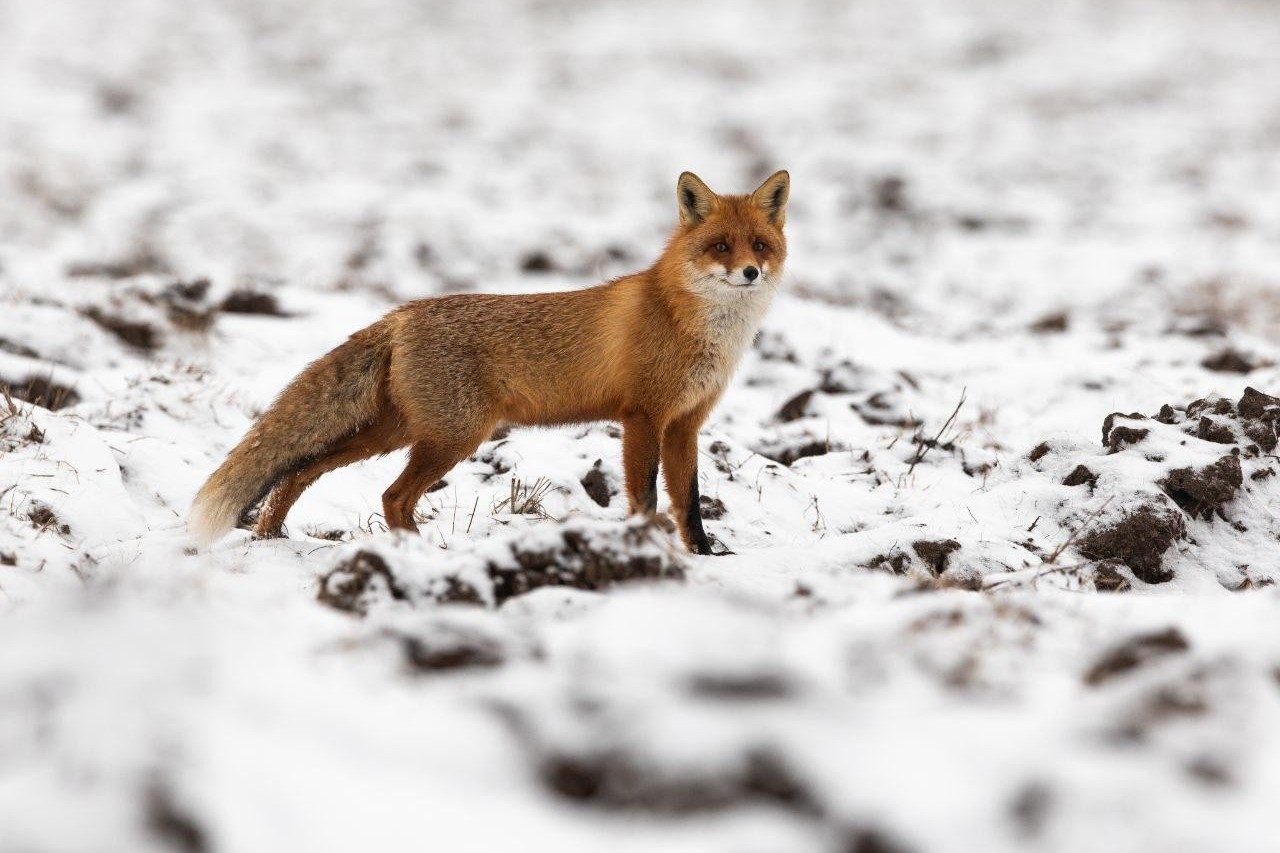 13-Лиса зимой.jpg