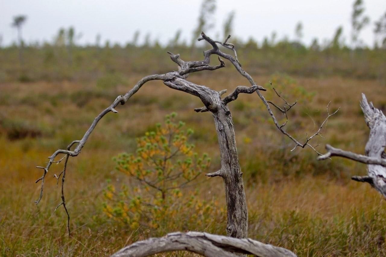 21-Причудливые погибшие деревья - последствия пожаров на болоте.jpg