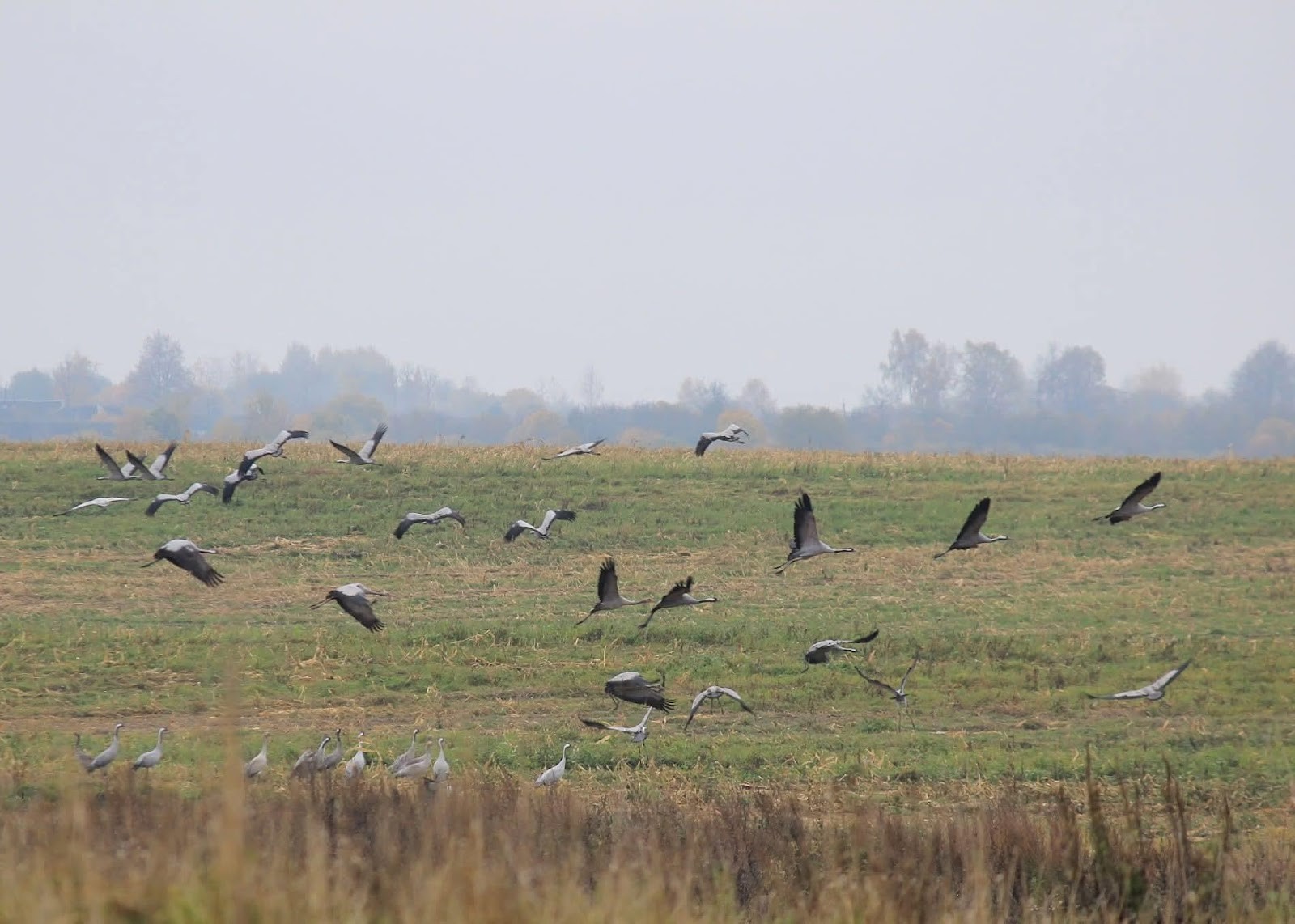 14-Журавли на поле.jpg