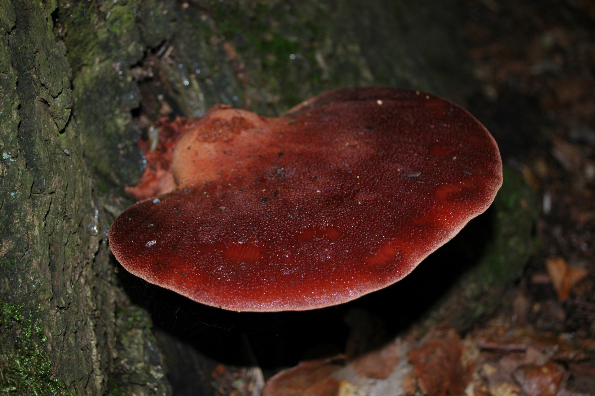 Fistulina_hepatica.jpg