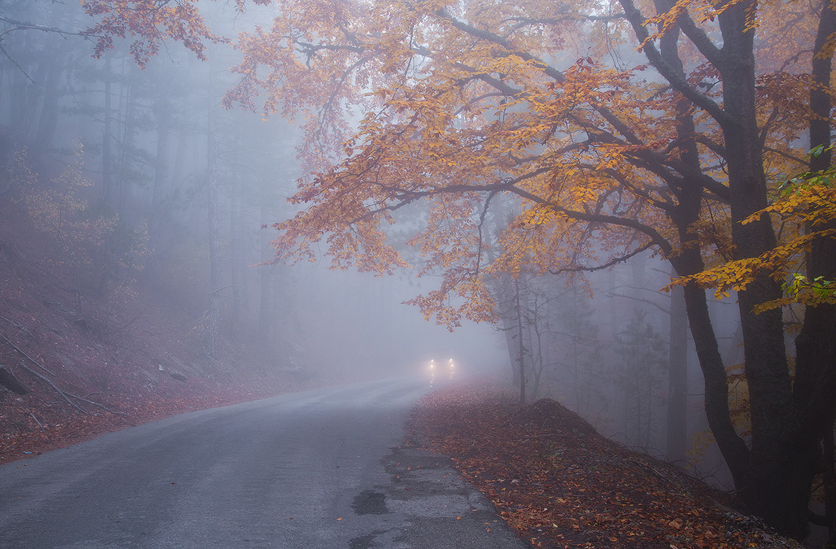 осень густой туман