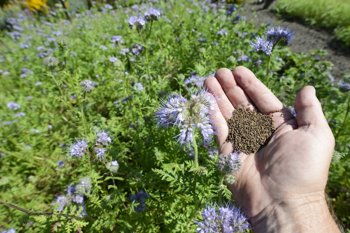 фацелия сидераты3.jpg