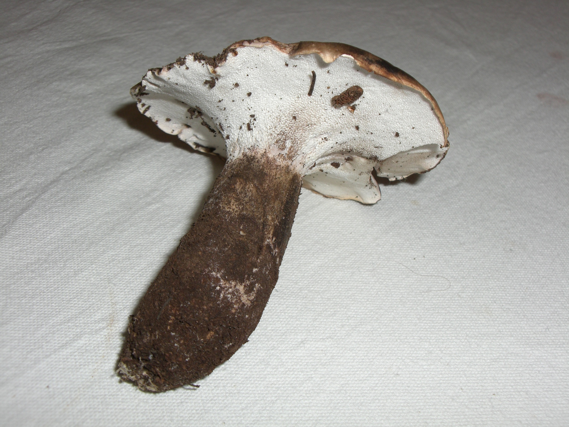 Boletopsis_leucomelaena_Mallorca.jpg