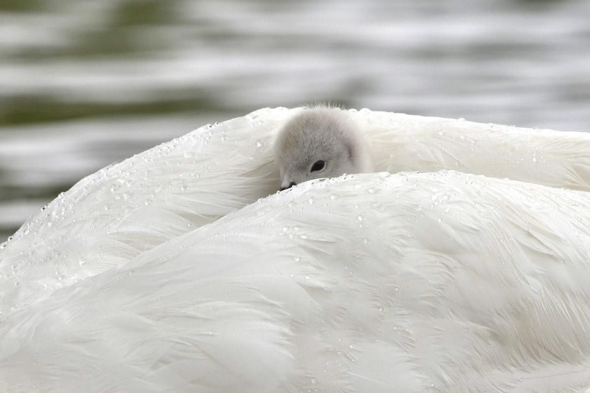 18-Лебеденок на спине у мамы.jpg