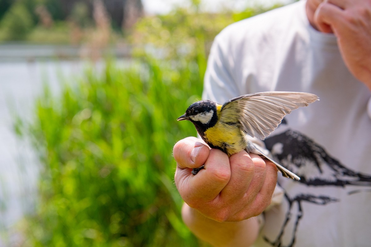 1-Кольцевание птиц большая синица.jpg