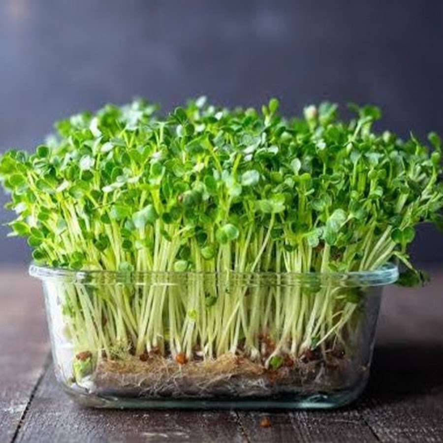 чиа-проростки