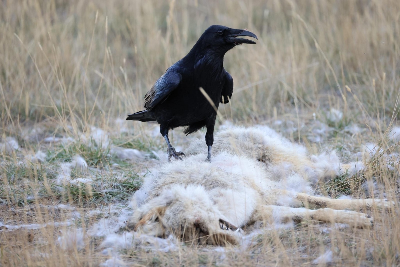 6-Ворон на туше.jpg