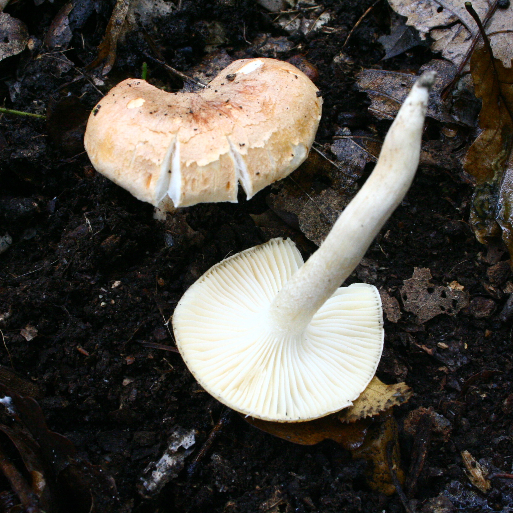 Hygrophorus_nemoreus_20061029wb.jpg