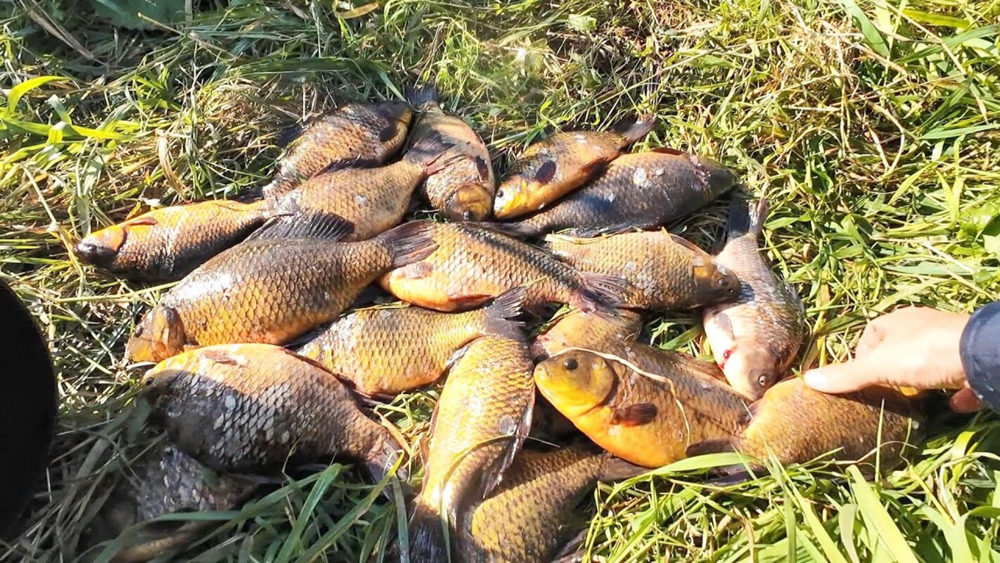 караси
