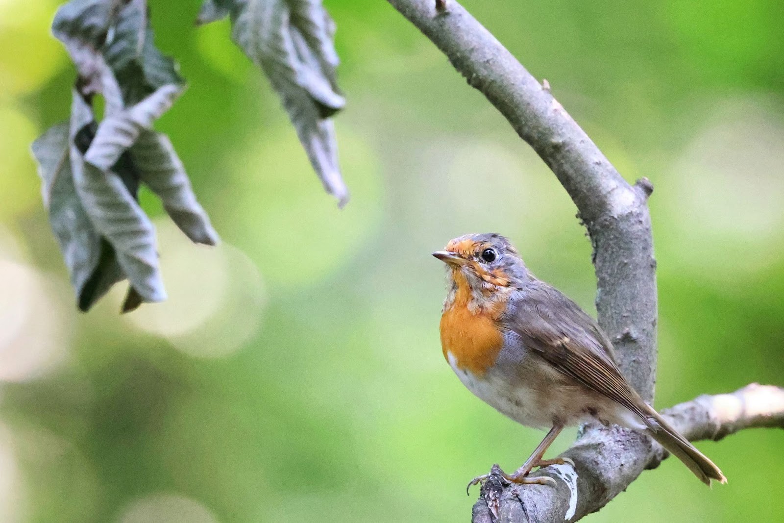 Возвращение птиц весной 11.jpg